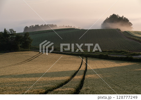 初夏の田園風景と大地 128777249