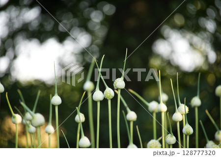 Close-Up of Garlic Heads Growing in Garden Against Soft Green Background 128777320