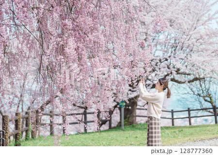 Woman tourist sightseeing Sakura Cherry Blossom in Spring, happy traveler travel in Tendo Park or Maizuru Park in Yamagata prefecture, Tohoku, Japan. famous Landmark for Travel and Vacation 128777360