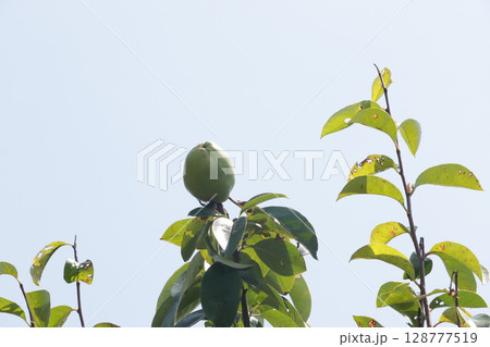 花梨の実　七月下旬 128777519