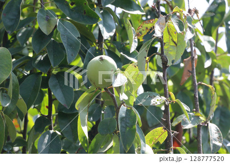 花梨の実　七月下旬 128777520