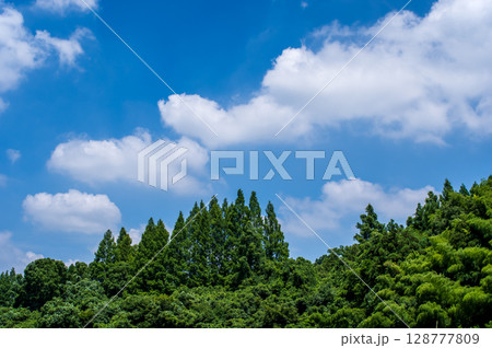 爽やかな夏の青空とメタセコイヤ 128777809