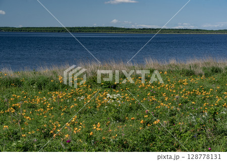 野付湾とエゾカンゾウ 野付湾とエゾカンゾウ 128778131