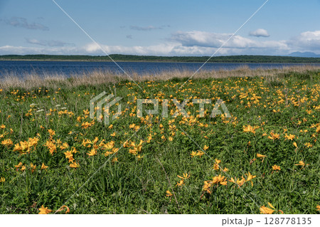 野付湾とエゾカンゾウ 128778135
