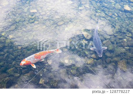 京都迎賓館　庭園の池で泳ぐ鯉 128778227