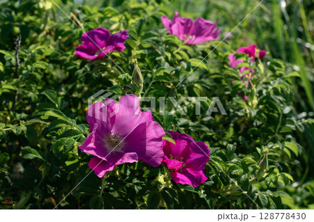 野付半島に咲くハマナス 128778430