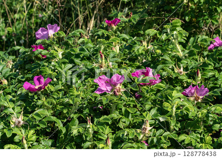 野付半島に咲くハマナス 128778438
