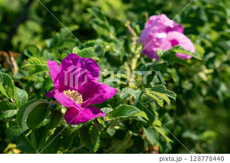 野付半島に咲くハマナス 128778440