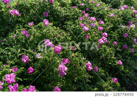 野付半島に咲くハマナス 128778450