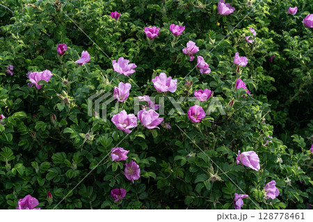 野付半島に咲くハマナス 野付半島に咲くハマナス 128778461