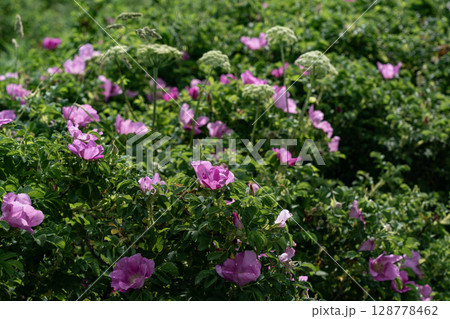 野付半島に咲くハマナス 128778462