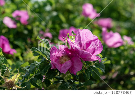 野付半島に咲くハマナス 128778467