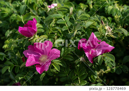 野付半島に咲くハマナス 128778469