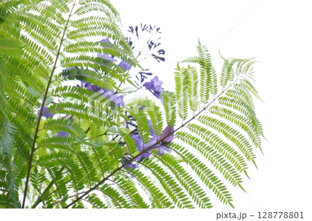 ジャカランダの葉と紫の花 128778801