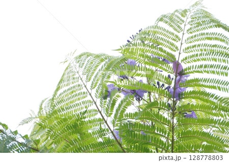 紫のジャカランダの花と葉 紫のジャカランダの花と葉 128778803