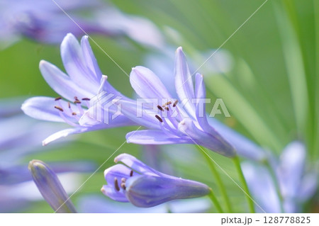 ラッパ状の紫の花　アガパンサス 128778825