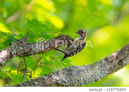 初夏、お山のコゲラ 128778884