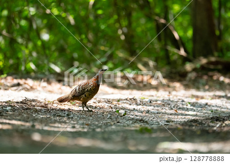 初夏、林道を歩くコジュケイ 128778888
