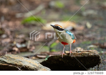 お山の妖精、夏鳥・ヤイロチョウ01 お山の妖精、夏鳥・ヤイロチョウ01 128778889