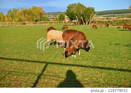 Sheep grazing in the field. Concept for animals and agriculture. 128779032