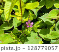 どくだみの花（ピンク） 128779057