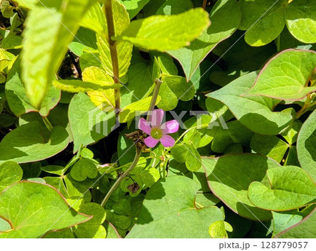 どくだみの花(ピンク) どくだみの花(ピンク) 128779057