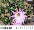 サボテンの花 128779058