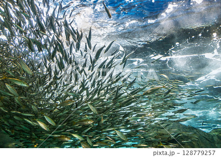 イワシの群れ 128779257