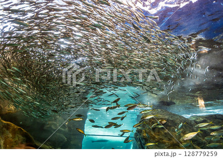 イワシの大水槽 イワシの大水槽 128779259