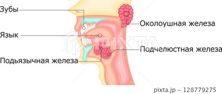 口腔　唾液腺　イラスト　ロシア語 128779275