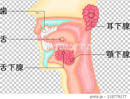 Oral cavity salivary glands illustration Japanese 128779277