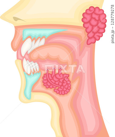 口腔　唾液腺　イラスト 128779278