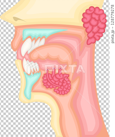口腔　唾液腺　イラスト 128779278