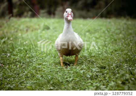 White domestic duck walking on green grass in backyard garden White domestic duck walking on green grass in backyard garden 128779352