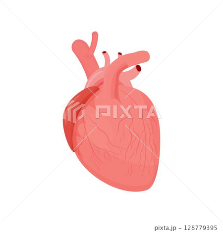 Human heart organ with aorta and arteries colorful isolated on white background in flat style stock vector illustration. Anatomical human organ, medical, healthcare concept. Human heart organ with aorta and arteries colorful isolated on white background in flat style stock vector illustration. Anatomical human organ, medical, healthcare concept. 128779395