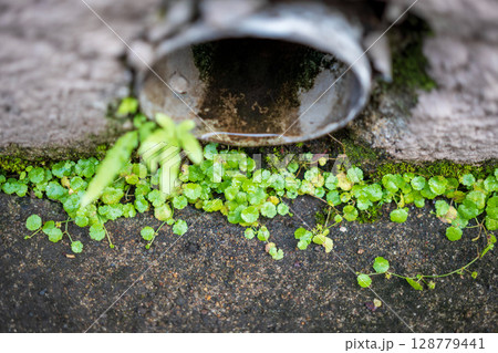 コンクリートの隙間から生える植物 コンクリートの隙間から生える植物 128779441