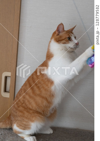 おもちゃで遊ぶ猫　茶トラ白 128779582