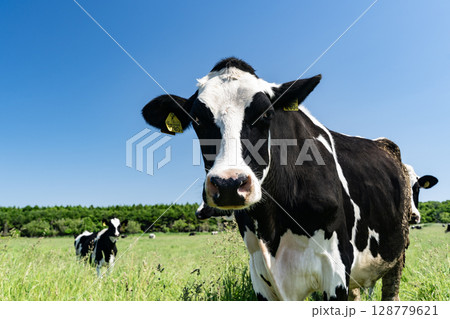 原生花園の放牧牛 128779621