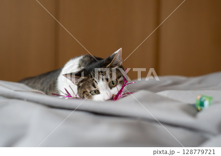 おもちゃで遊ぶ猫　キジトラ猫 128779721