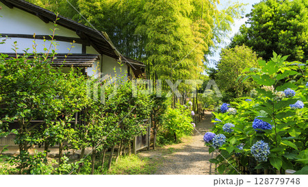 三渓園・三溪園の夏 128779748