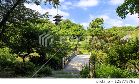 三渓園・三溪園の夏 128779768