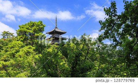 三渓園・三溪園の夏 128779769