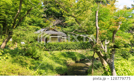 三渓園・三溪園の夏 128779775