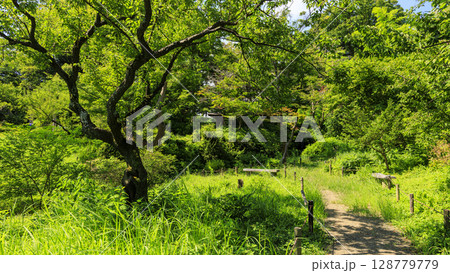 三渓園・三溪園の夏 三渓園・三溪園の夏 128779779