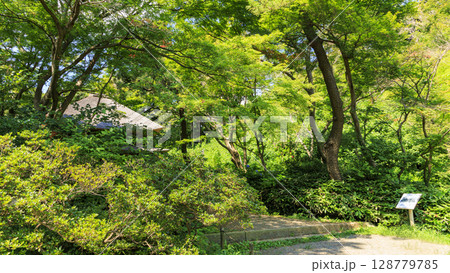 三渓園・三溪園の夏 128779785