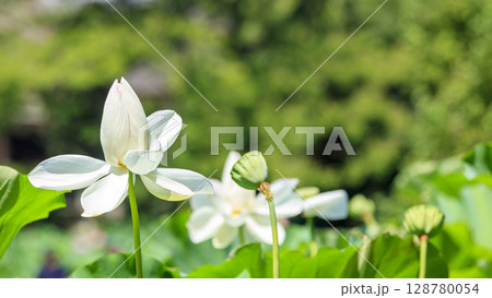 三溪園・三渓園のハス 128780054