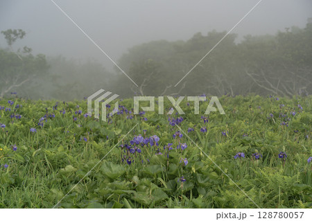 海霧の中のあやめが原 128780057