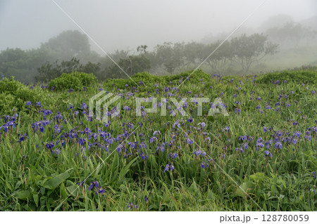 海霧の中のあやめが原 海霧の中のあやめが原 128780059