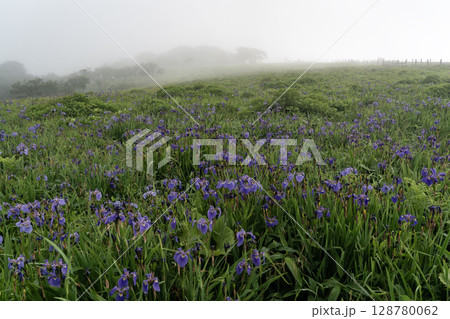 海霧の中のあやめが原 128780062