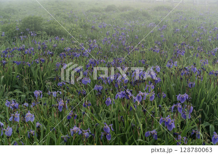 海霧の中のあやめが原 128780063